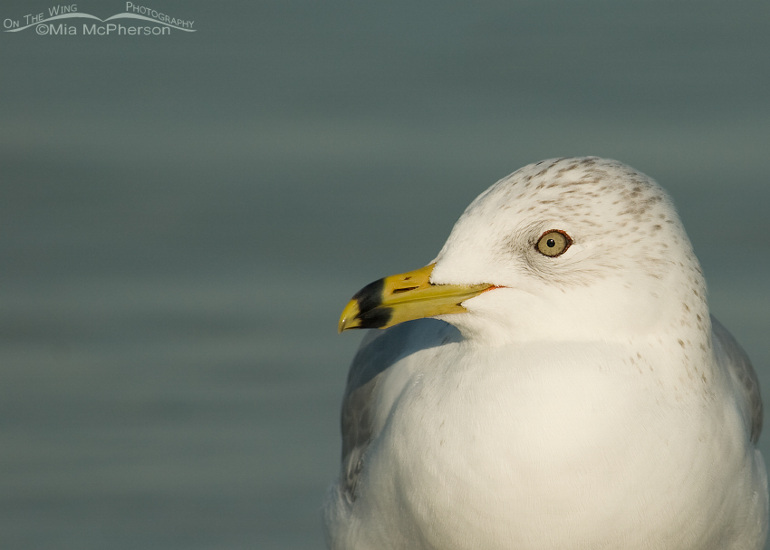 Ring-billed Gull portrait from Fort De Soto's north beach