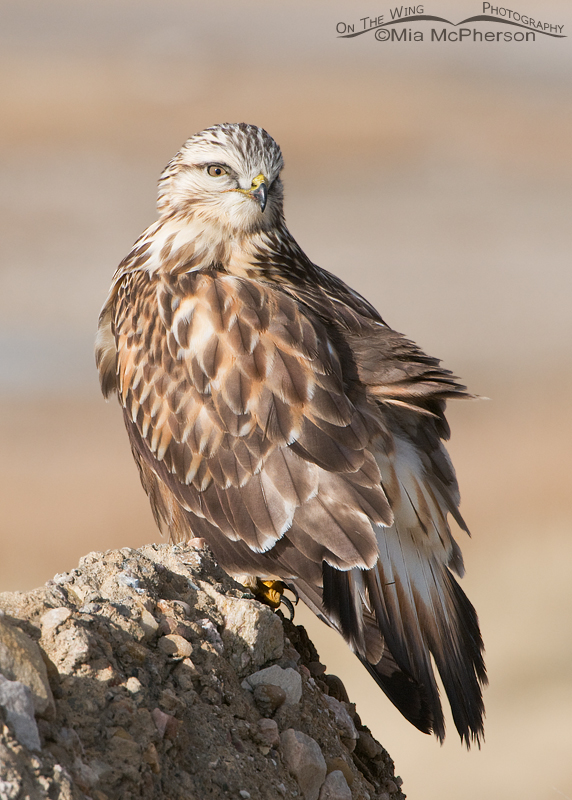 Backward look from the Rough-legged Hawk