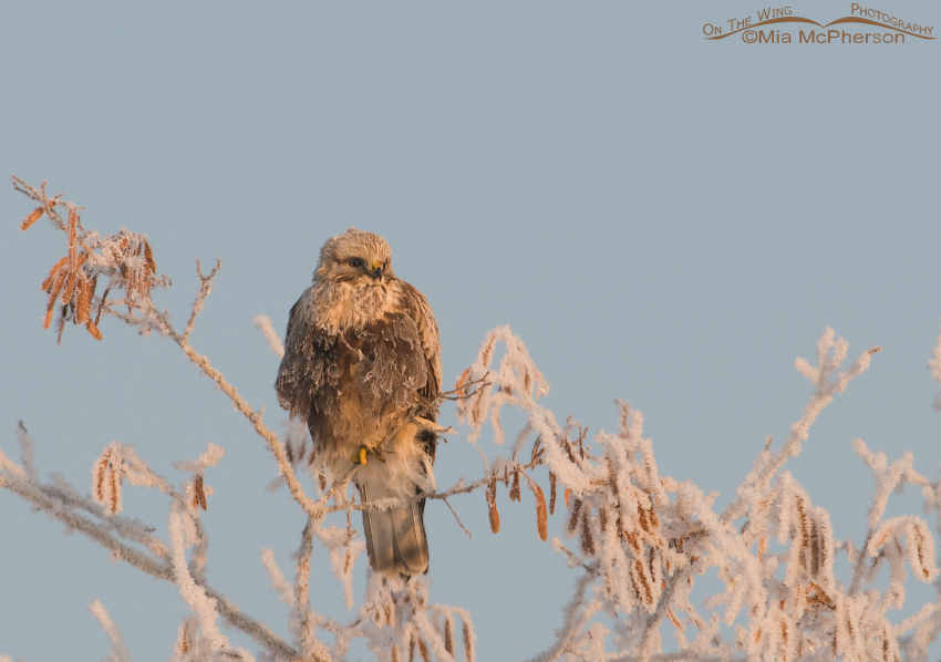 Rough-legged Hawk on a hoar frost covered tree