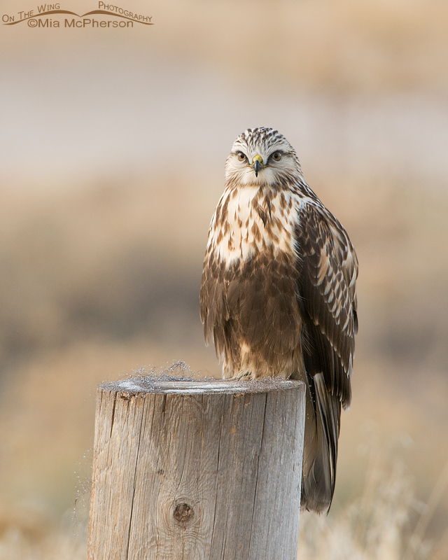 Rough-legged Hawk perched on a post