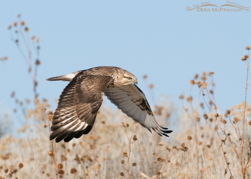 Rough-legged Hawk in flight over dried sunflowers