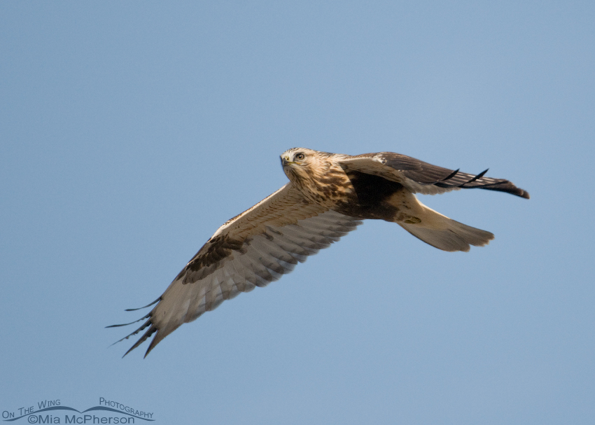 Close fly by from a Rough-legged Hawk