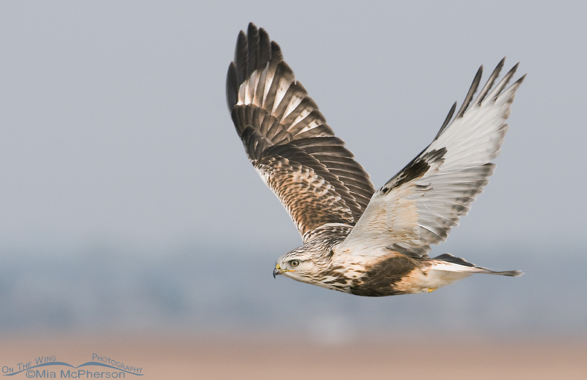 Rough-legged Hawk over a marshy area of the Great Salt Lake