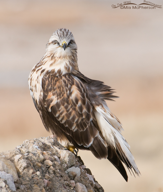 Rough-legged Hawk - What are you looking at?