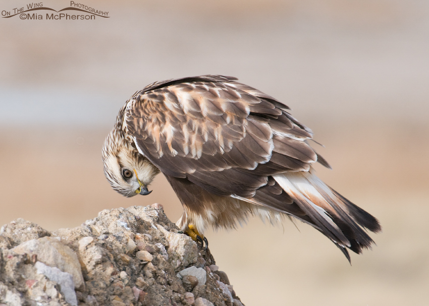 Rough-legged Hawk looking at its feet