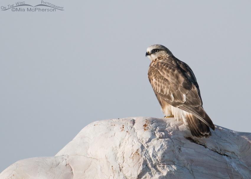 Rough-legged Hawk perched on a large Tintic Quartzite boulder