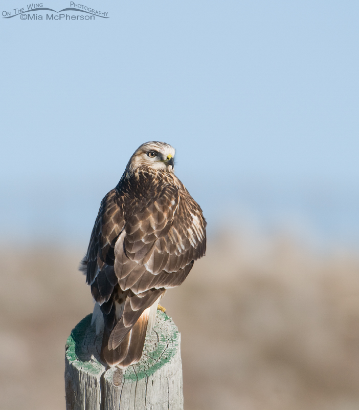 Rough-legged Hawk perched on an old fence post