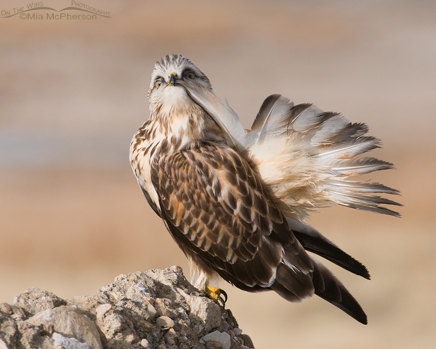 Rough-legged Hawk with tail spread while preening
