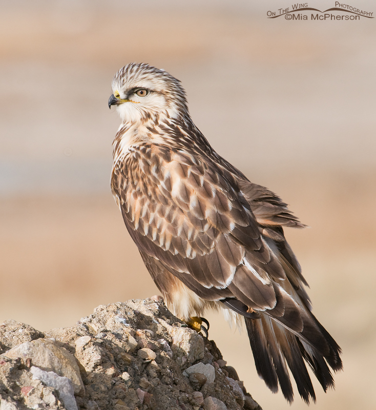 A Regal looking Rough-legged Hawk