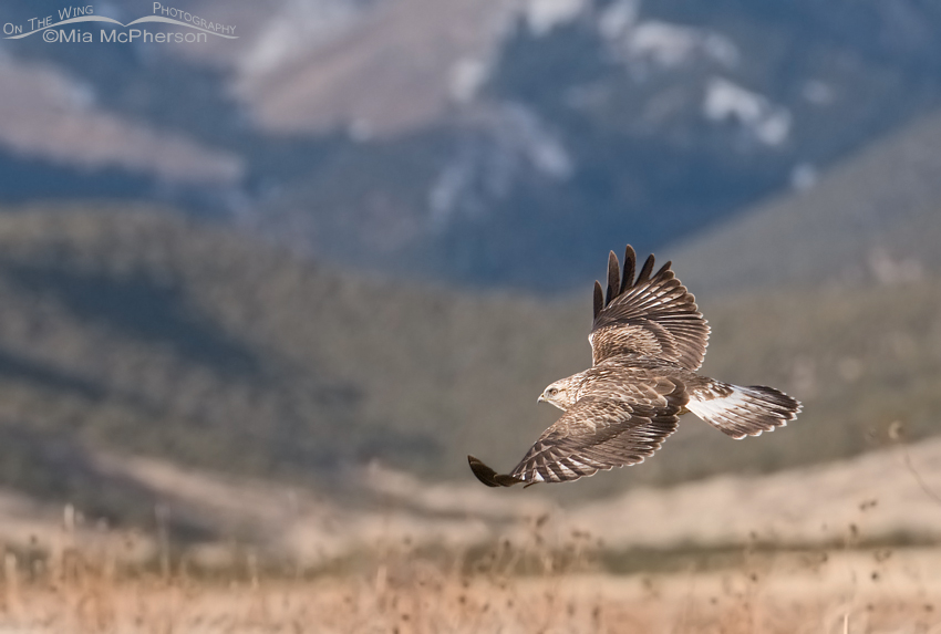Rough-legged Hawk in flight with the Stansbury Mountains in the background