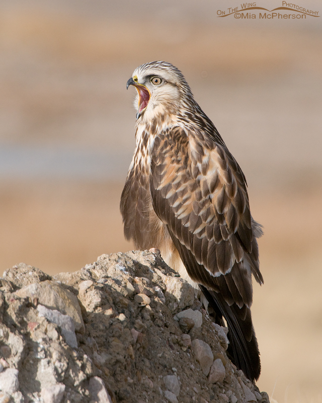 A yawning Rough-legged Hawk