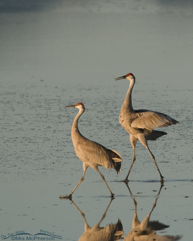 Sandhill Cranes courting on the shore of the Great Salt Lake