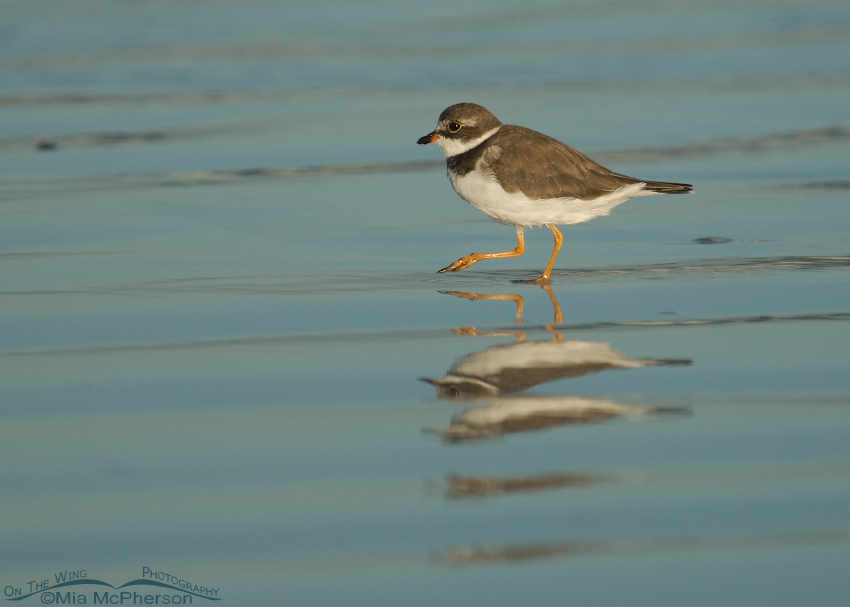 Low angle Semipalmated Plover