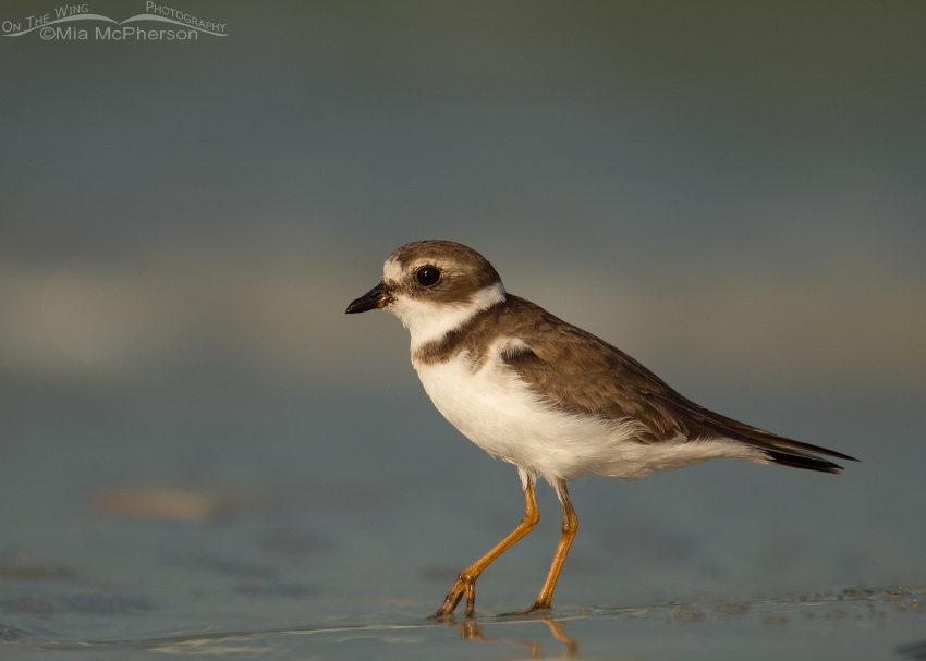 Semipalmated Plover in early morning light