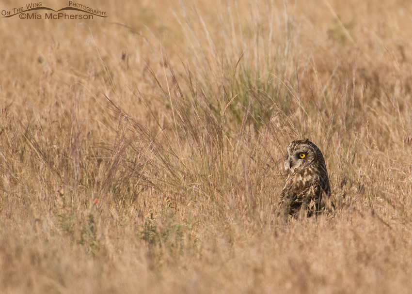 Female Short-eared Owl in grasses