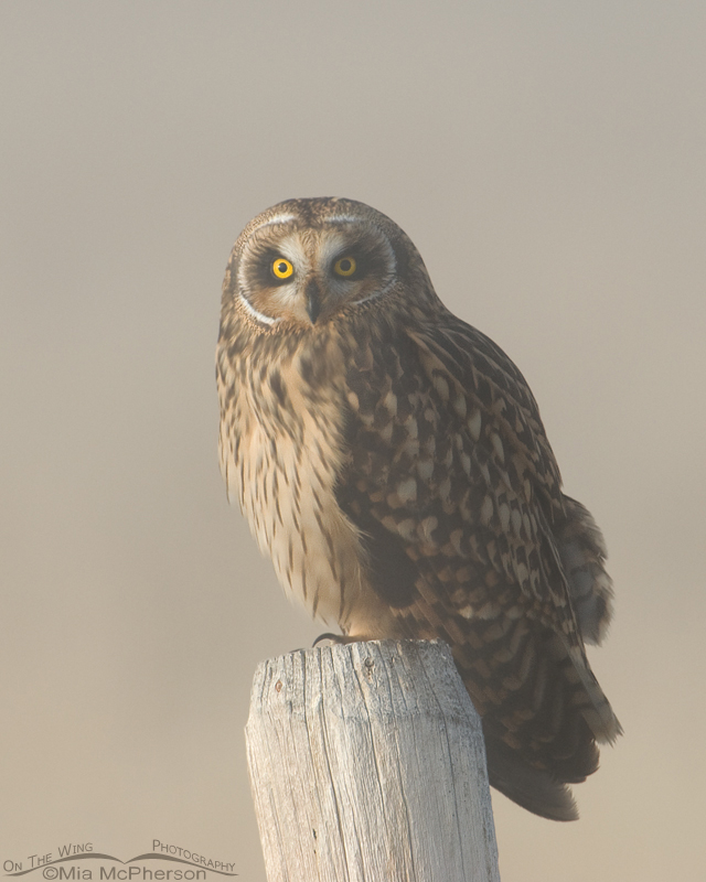 Female Short-eared Owl head on