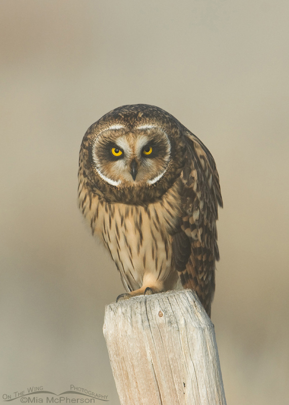 Female Short-eared Owl staring