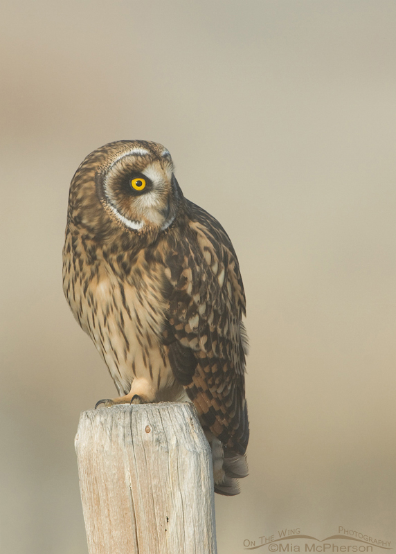 Female Short-eared Owl with head turn