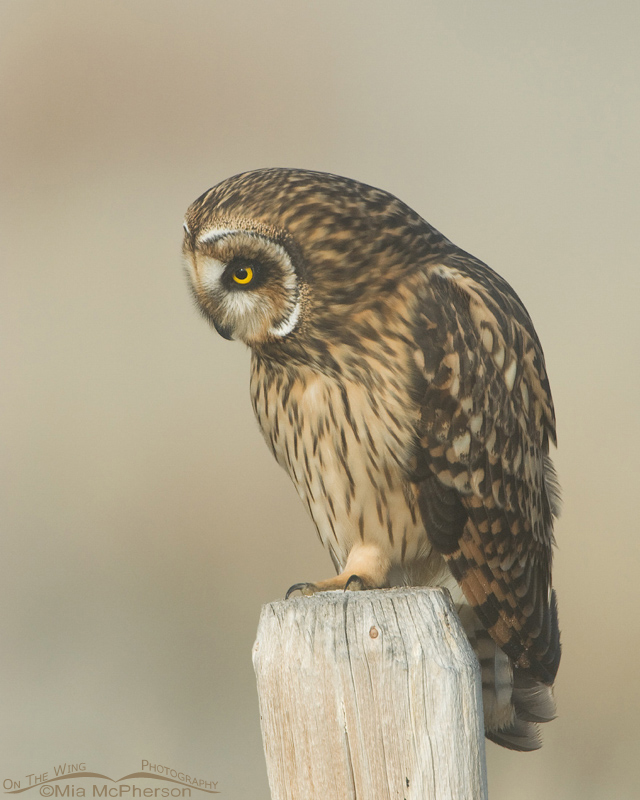 Female Short-eared Owl looking down