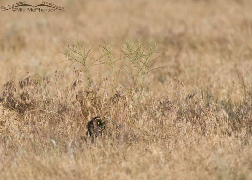Hidden Juvenile Short-eared Owl