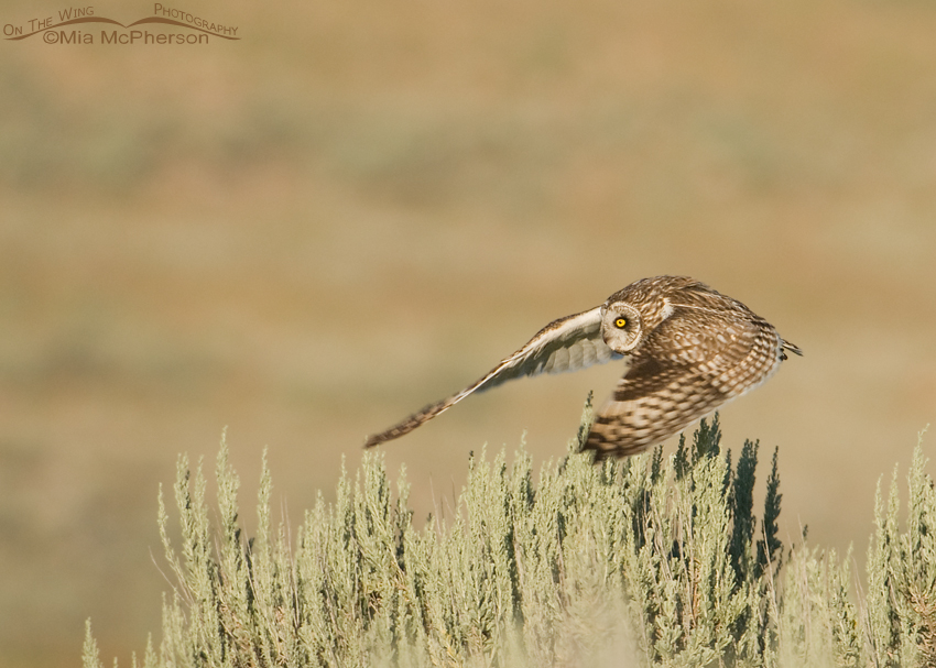 Adult Short-eared Owl lifting off from a sagebrush