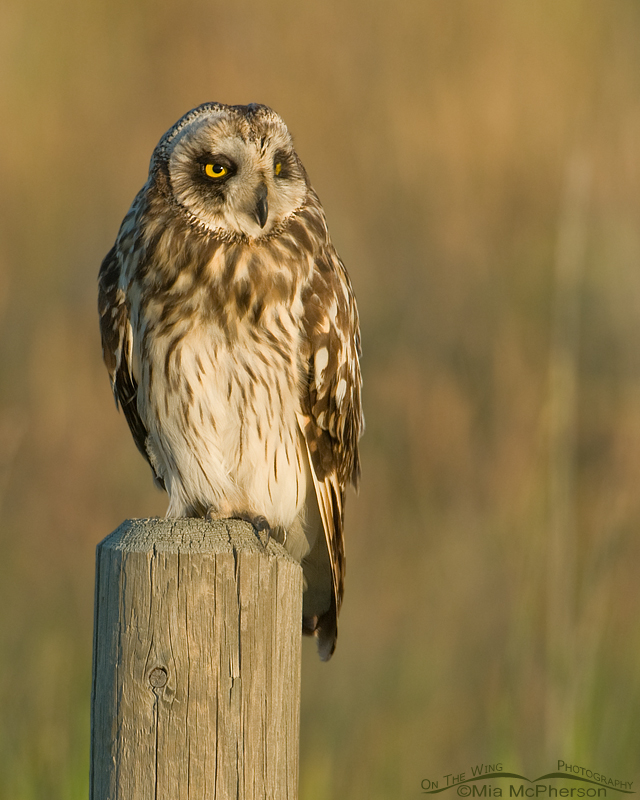 Male Short-eared Owl photographed in evening light