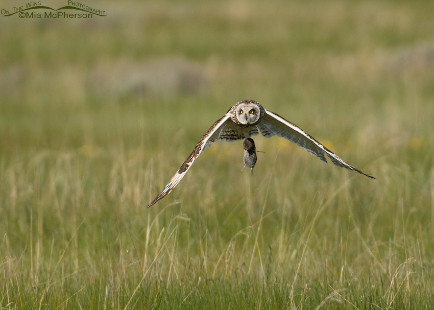 Male Short-eared Owl with prey for chicks