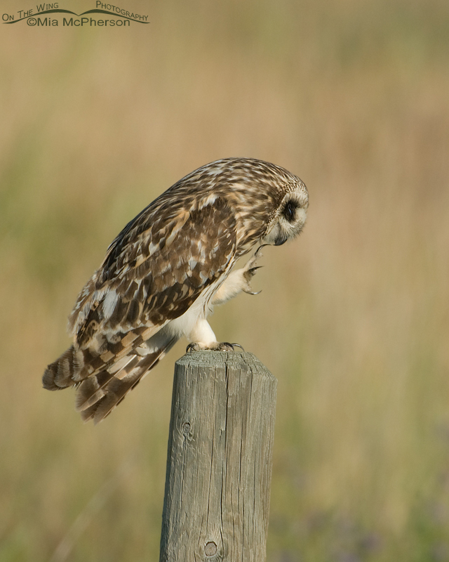 Short-eared Owl preening