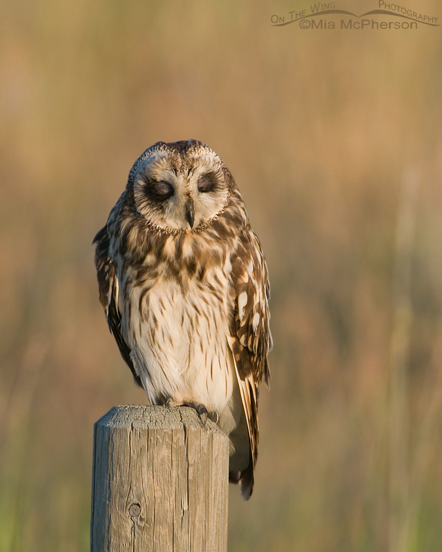 Dozing Short-eared Owl