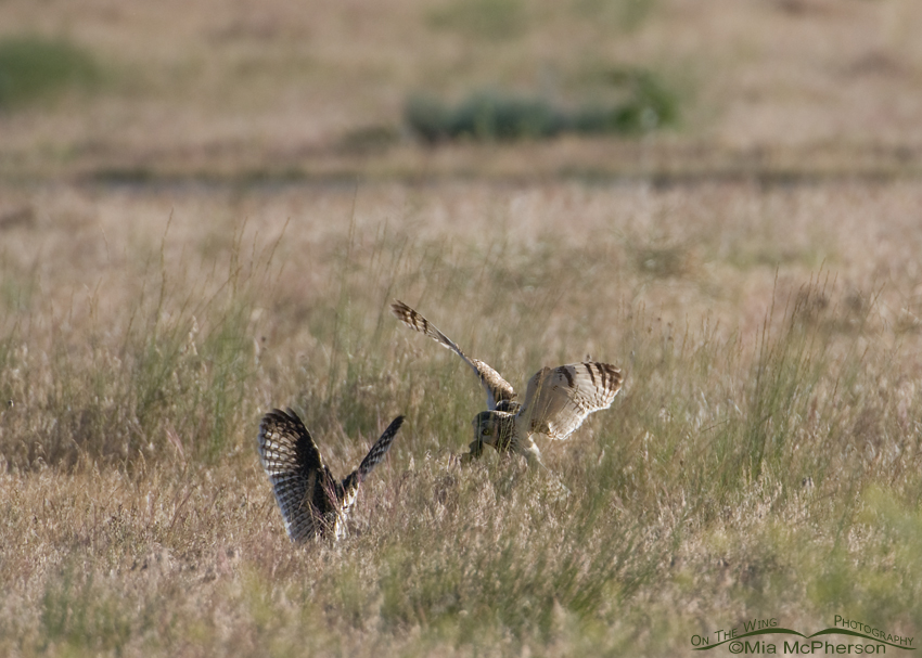 Adult Short-eared Owl bringing a vole to a fledgling