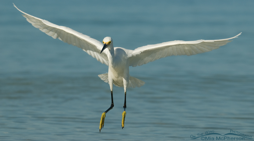 Snowy Egret landing on the shore of the Gulf, Fort De Soto County Park, Pinellas County, Florida