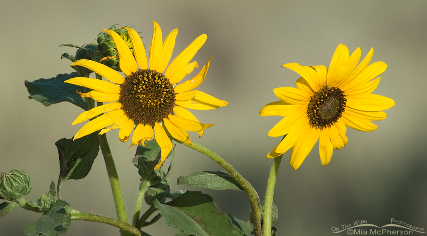 Wild Sunflowers on Antelope Island State Park