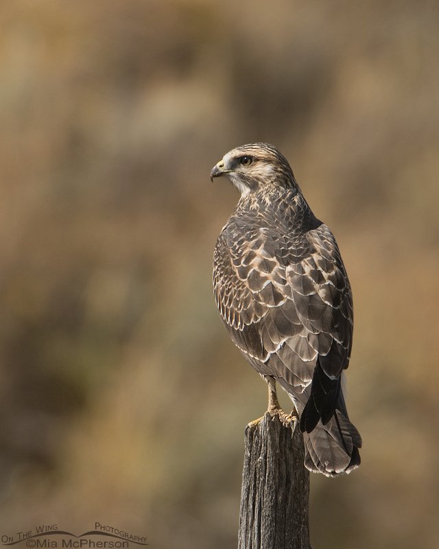 Juvie Swainson’s Hawk, Centennial Valley, Montana