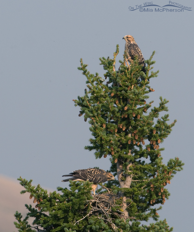 Juvenile Swainson's Hawks and their nest