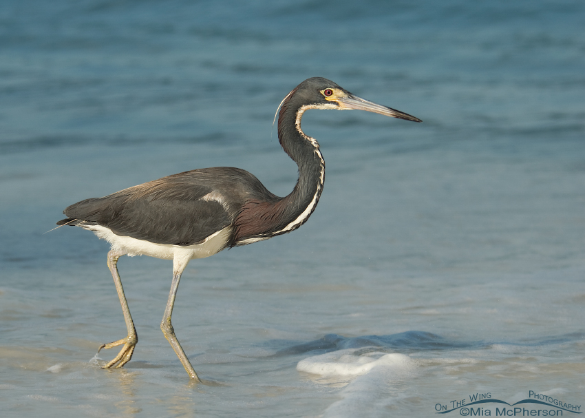 Tricolored Heron hunting in the surf