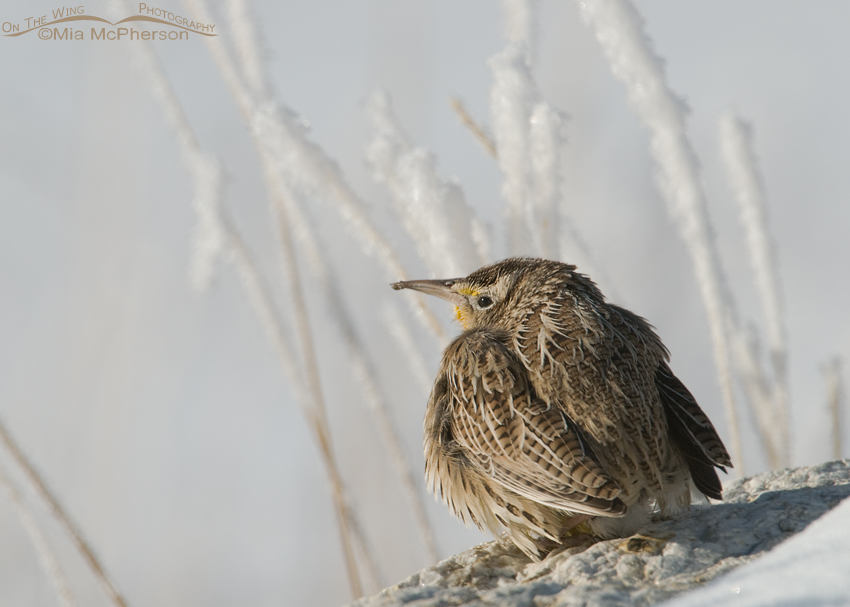 Western Meadowlark warming up after a long cold night