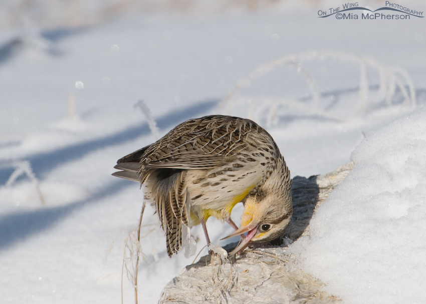 Western Meadowlark pulling ice off of its tail