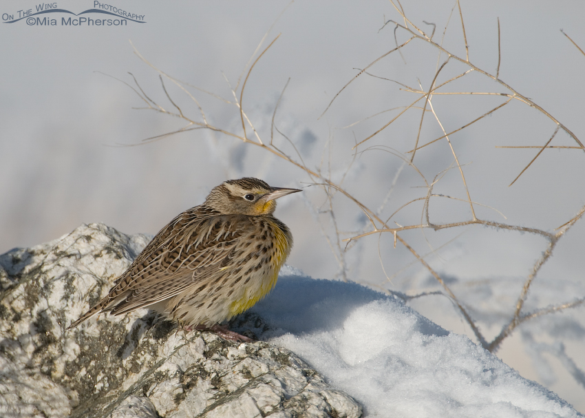 Western Meadowlark perched on a snow covered rock
