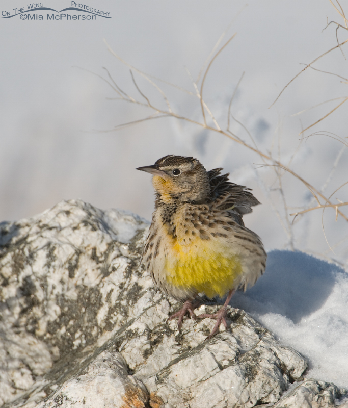 Western Meadowlark shaking off the cold