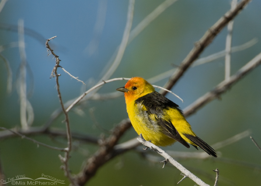 Western Tanager at Fish Springs NWR