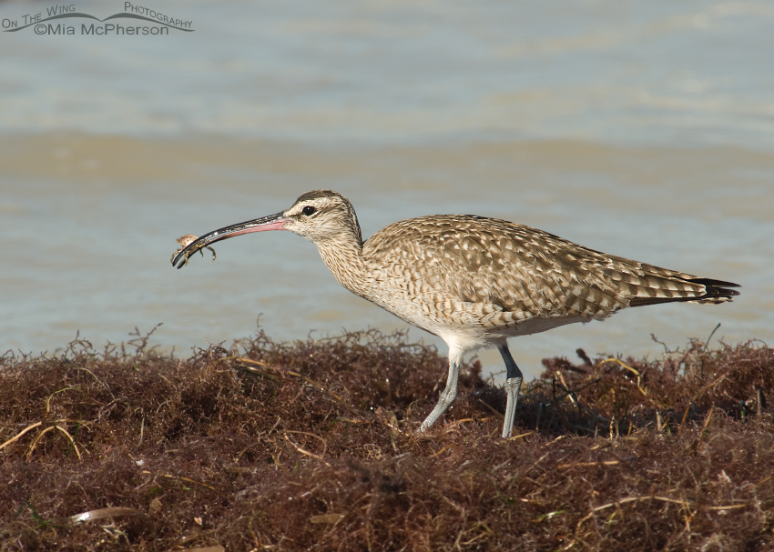 Whimbrel with a tiny crab