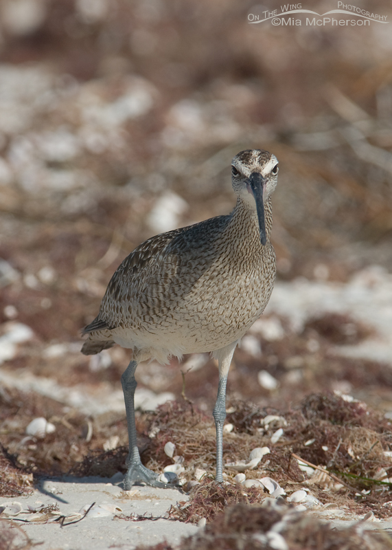Whimbrel face on