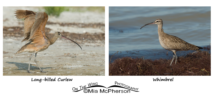 Long-billed Curlew - Whimbrel comparison