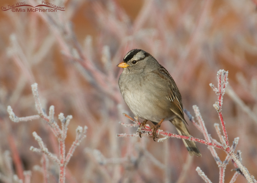 Female White-crowned Sparrow perched on a frosty shrub
