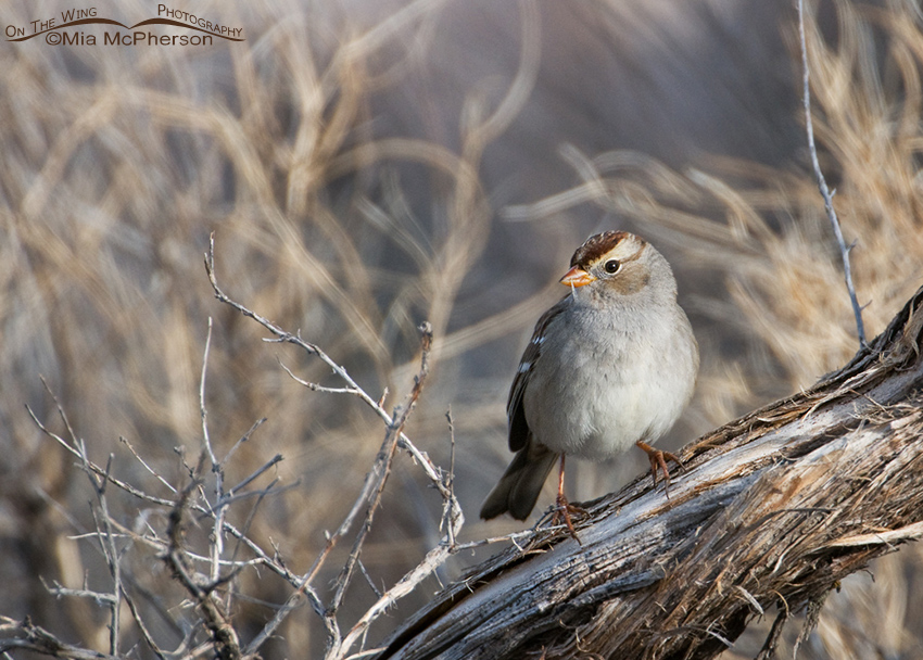 White-crowned Sparrow juvenile on a dead Sagebrush