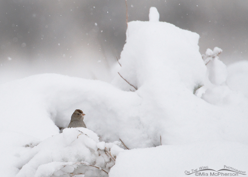 Juvenile White-crowned Sparrow in a snow storm
