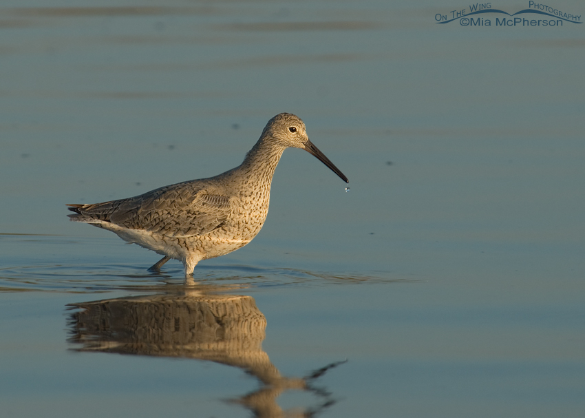 Willet foraging in a lagoon at sunrise