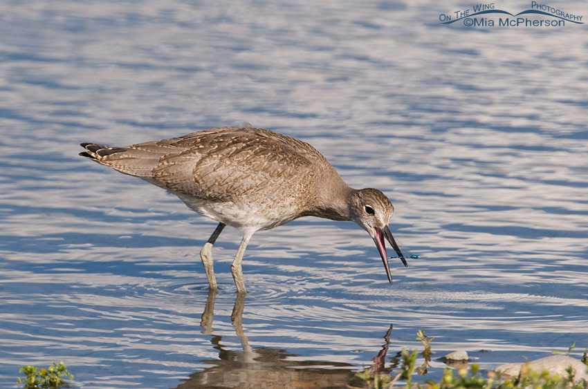 Juvenile Willet and Damselfly
