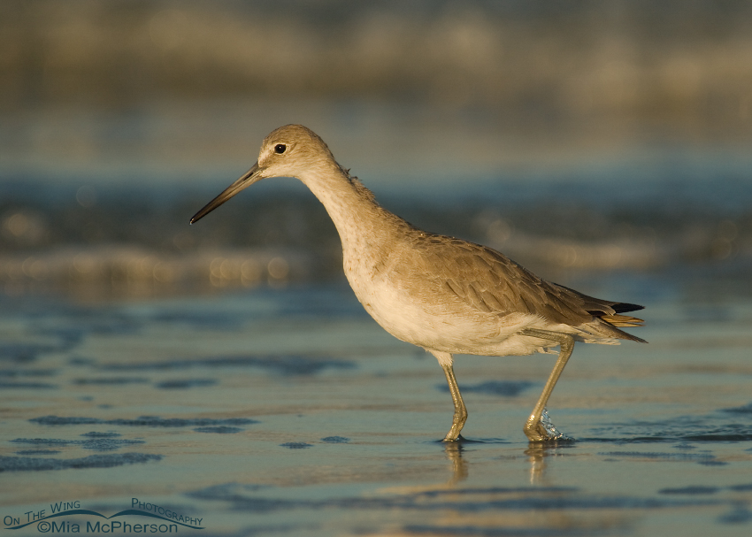 Willet foraging in early morning light