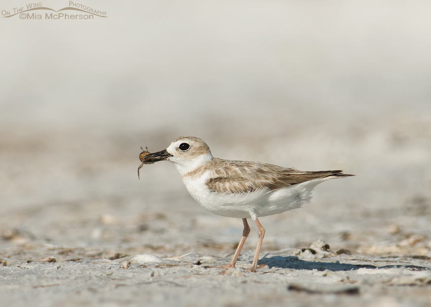 Young Wilson's Plover with a Fiddler Crab